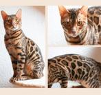 Prachtige 🌟 Bengaal dekkater met stamboom, Dieren en Toebehoren, Kater, Met stamboom, 0 tot 2 jaar