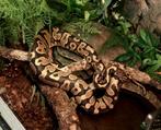 Python regius - yellowbelly man, Dieren en Toebehoren, Slang