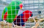 GEZOCHT OPVANG & INKOOP VAN ALLE SOORTEN KROMSNAVELS!, Meerdere dieren, Papegaai, Tam