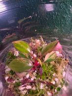Philodendron Red Congo Variegata TC, Ophalen of Verzenden, Halfschaduw, Minder dan 100 cm