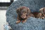 choco dwergteckel pup reu met stamboom FCI, Dieren en Toebehoren, Honden | Teckels en Dashonden, Reu, CDV (hondenziekte), 8 tot 15 weken