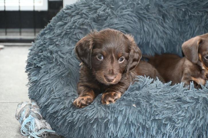 choco dwergteckel pup reu met stamboom FCI, Dieren en Toebehoren, Honden | Teckels en Dashonden, Reu, Langhaar, Dwerg, Particulier