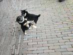 Shiba Inu pups Black and Tan, Dieren en Toebehoren, Rabiës (hondsdolheid), Overige rassen, 8 tot 15 weken, Meerdere