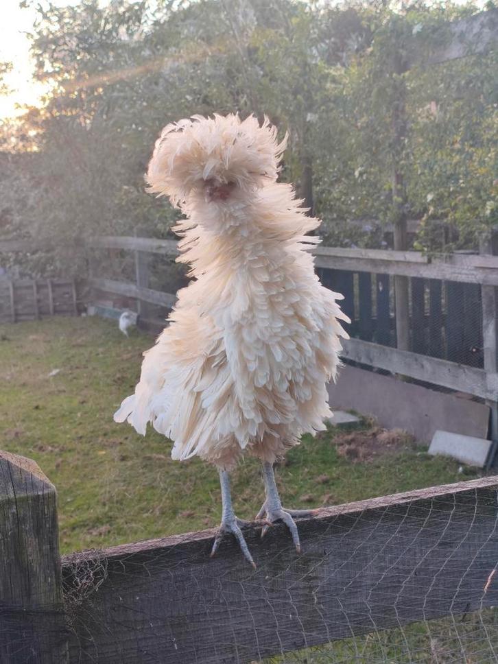 Padua kuifhoen krulhaan, Dieren en Toebehoren, Pluimvee, Kip, Mannelijk