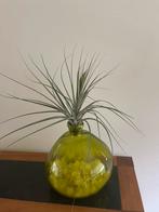 Tillandsia Fasciculata, Ophalen, Minder dan 100 cm