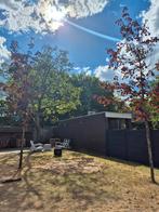 2 x rode esdoorn, Ophalen, Bloeit niet, Halfschaduw, Overige soorten