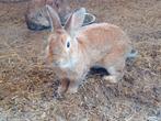 2 lieve konijnen op zoek naar nieuwe thuis, Mannelijk, Middelgroot, 0 tot 2 jaar