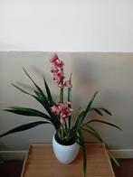 Enorme orchidee 1 meter lang! evt te bezorgen*, Huis en Inrichting, Kamerplanten, Ophalen, Overige soorten, Halfschaduw, In pot