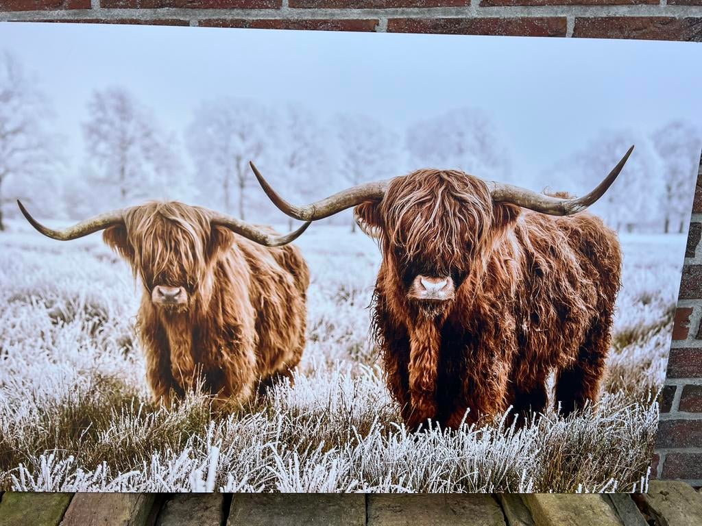 Schotse hooglanders op aluminium €20, afhaal, Ophalen, Zo goed als nieuw, 50 tot 75 cm, Schilderij