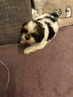 Shih Tzu mix Shi Poo pups Boomer dus, Overige rassen, CDV (hondenziekte), 8 tot 15 weken, Meerdere