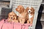 Cavapoo pups, Dieren en Toebehoren, 15 weken tot 1 jaar, Buitenland, Parvo, Meerdere