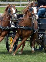TK. Welsh merrie, betuigd en bereden, Dieren en Toebehoren, Pony's, Merrie, M, B pony (1.17m tot 1.27m), 11 jaar of ouder