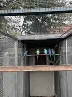 halsbandparkiet, Dieren en Toebehoren, Vogels | Parkieten en Papegaaien, Meerdere dieren, Parkiet, Geringd