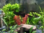 Gratis 1 grote Black Molly-man, Dieren en Toebehoren, Vis
