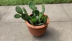 Opuntia humifisa winterharde cactus, Volle zon, Vaste plant, Zomer, Ophalen
