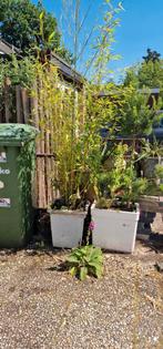 Bamboe in groot pot, Tuin en Terras, Planten | Bomen, Ophalen, Bloeit niet, Halfschaduw, Overige soorten