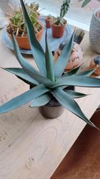 Agave Sharkskin, Ophalen, Bloeit niet, Overige soorten, Volle zon