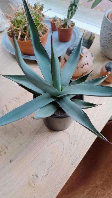 Agave Sharkskin  beschikbaar voor biedingen
