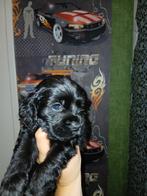 Amerikaanse cocker spaniel pups,, Dieren en Toebehoren, 8 tot 15 weken, Meerdere, Meerdere dieren, Spaniël
