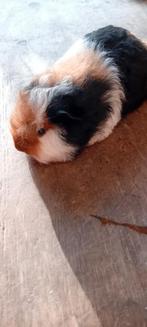 Ch teddy cavia, Dieren en Toebehoren, Cavia, Mannelijk, December, Tam