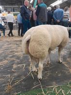 Texelaar drie jarige fokram, Dieren en Toebehoren, Schapen, Geiten en Varkens, Mannelijk, Schaap, 3 tot 5 jaar