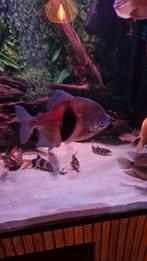 Myleus schomburgkii, Vis, Zoetwatervis