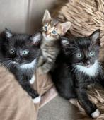 Super lieve kittens!, Dieren en Toebehoren, Poes, Ontwormd