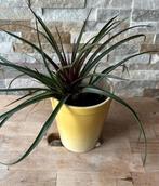 Bromelia in pot, Huis en Inrichting, Kamerplanten, Overige soorten, In pot, Minder dan 100 cm, Bloeiende kamerplant