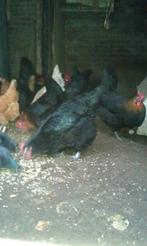 pluimvee, Dieren en Toebehoren, Vrouwelijk, Kip