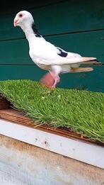 Te koop, Dieren en Toebehoren, Vogels | Duiven, Mannelijk, Postduif