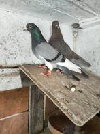 Birmingham rollers, koppel., Meerdere dieren