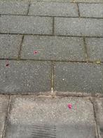 Gratis Ophalen: Klinkers, Ophalen, Gebruikt, Klinkers, Minder dan 5 m²