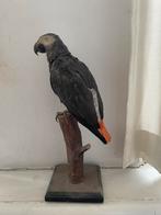 Gerrit, opgezette grijze roodstaart papegaai., Ophalen of Verzenden, Zo goed als nieuw, Vogel, Opgezet dier