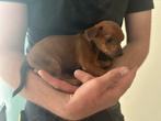 Pinscher pups BELGIE, België, Particulier, 8 tot 15 weken, Teef