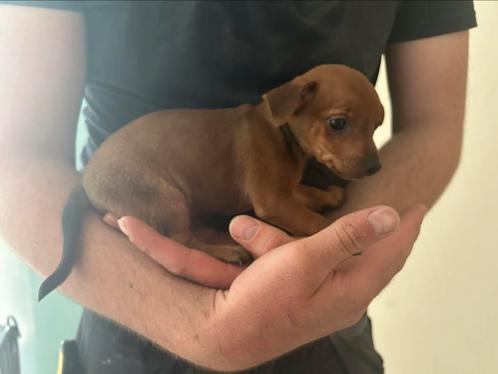 Pinscher pups BELGIE, Dieren en Toebehoren, Honden | Bulldogs, Pinschers en Molossers, Teef, Overige rassen, Particulier, Meerdere