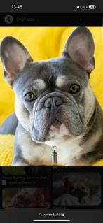Gezocht : een Franse Bulldog  ouder dan 1 jaar, Dieren en Toebehoren, Rabiës (hondsdolheid), 1 tot 2 jaar, Teef, Bulldog
