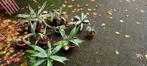 Agave, Overige soorten, Volle zon, Vaste plant, Ophalen of Verzenden
