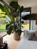 Strelitzia Nicolai met Baq raindrop pot - 300cm!, Huis en Inrichting, Kamerplanten, Ophalen, 200 cm of meer, Overige soorten, In pot