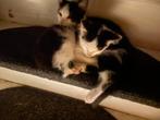 Mainecoon kruising huistuin keuken kat, Huis en Inrichting, Ophalen
