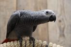 Grijze Roodstaart | Jong en speels | getest, Dieren en Toebehoren, Meerdere dieren, Papegaai, Geringd