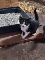 Kitten, Poes, 0 tot 2 jaar