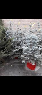 Kerstbomen in pot - Diverse hoogtes, Tuin en Terras, Planten | Bomen, Bloeit niet, 100 tot 250 cm, Volle zon, In pot