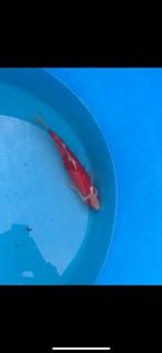 doitsu red ochiba tosai van yoshikigoi, Dieren en Toebehoren, Karper of Koi