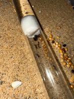 Messor minor hesperius bicolor mieren kolonie 5 werketers, Dieren en Toebehoren, Mieren