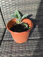 Goed geworteld stekje van ezelsoor meerdere uitlopers, Tuin en Terras, Planten | Tuinplanten, Ophalen of Verzenden, Zomer, Vaste plant