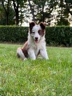 Border Collie pups, Dieren en Toebehoren, Honden | Herdershonden en Veedrijvers, 8 tot 15 weken, Collie, CDV (hondenziekte), Meerdere