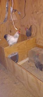 Haantjes sebright dunsborger cochin, Mannelijk, Kip