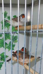 3 jonge zebravinken, Dieren en Toebehoren