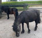 Twee Shetlanders aangeboden, Dieren en Toebehoren, Stalling en Weidegang