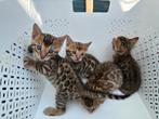 Bengaal kittens, Dieren en Toebehoren, Katten en Kittens | Raskatten | Korthaar, Meerdere dieren, Ontwormd